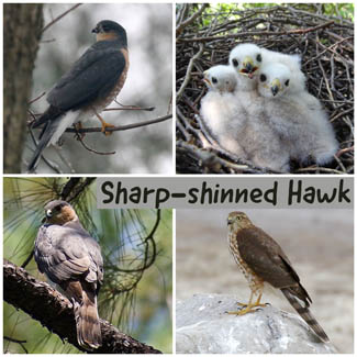 Sharp-shinned Hawk